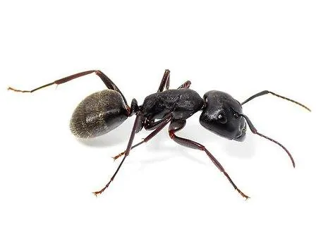  Crazy Ant
